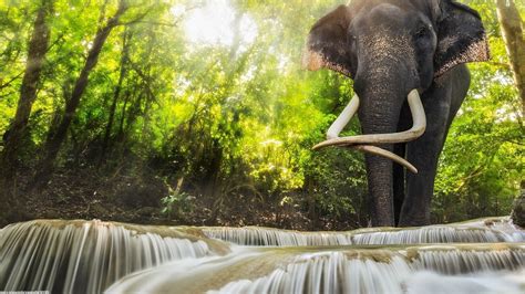 Animals Elephants Waterfall Wallpapers Hd Desktop And Mobile
