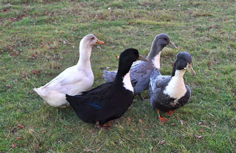 Great Backyard Duck Breeds The Cape Coop