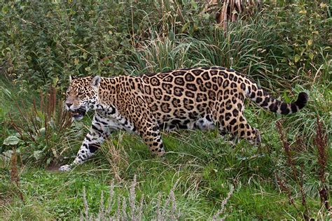 Prowling Jaguar Chester Zoo Eddie Evans Flickr