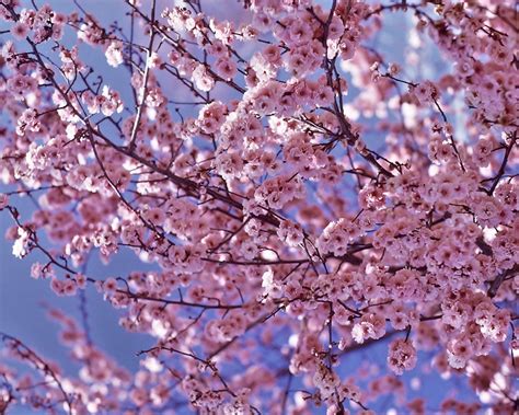 Cherry Tree Free Photo Download Freeimages
