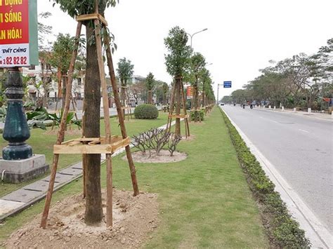 Somerset central td hai phong city, hai phong. Hải Phòng city planting camphor trees - Society - Vietnam News | Politics, Business, Economy ...