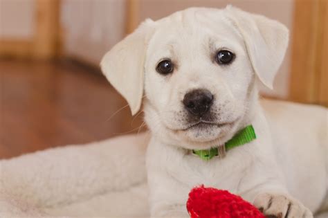 They are more than just another dog, our whether you are looking for a yellow, white or black labrador puppy for a good a hunting. White Labrador Female Puppy - Placed - Puppy Steps Training