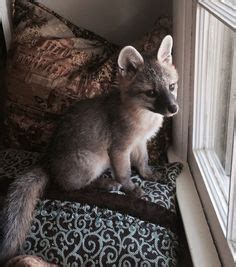 Classified listings of horses for sale in arizona. Silver Arctic fox for sale | exotic pets | Pinterest ...