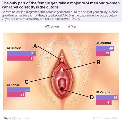 Start studying female private parts anatomy. Half of Brits don't know where the vagina is - and it's ...