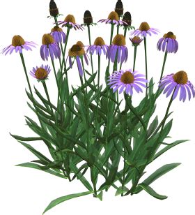 Polish your personal project or design with these fiori transparent png images, make it even more personalized and more attractive. fiori azzurri viola blu lilla - Page 2