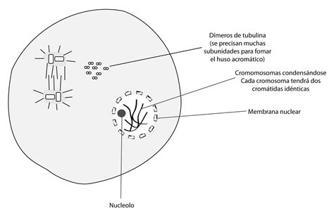 El Moderno Prometeo Breve Introducción A La División Celular Mitosis