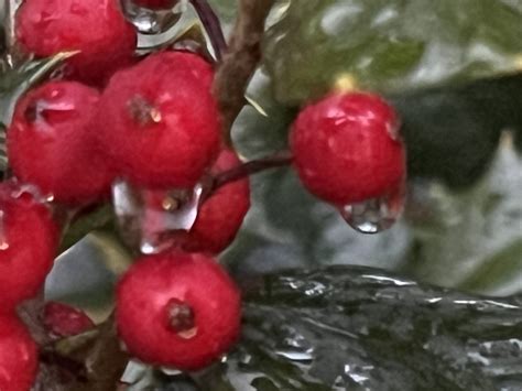 Raindrops On Holly Berries Near The Capitol Reflecting Poo Flickr