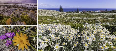 They do best with some water during their growing season but less after the flowers change colour then water sparingly over summer. Flower safari in South Africa - The Good Holiday
