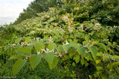 We did not find results for: 20 ongenode gasten in de Nederlandse natuur - Natuurfotografie