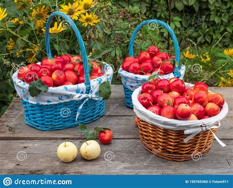 Three Baskets Of Red Apples On An Unpainted Wood Table In A Summer Farm