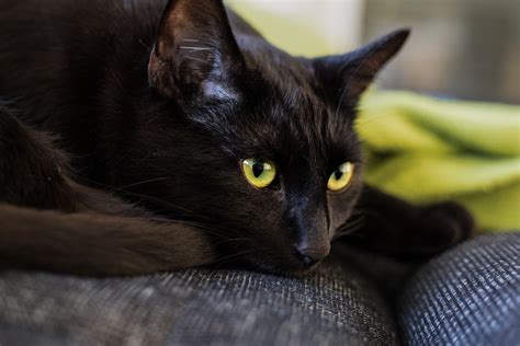 14 Surprising Facts About The Bombay Cat Petpress