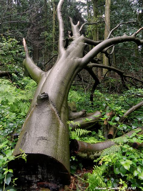 Naakt Naked In Het Grote Bos Nabij Slenaken Marian Smeets Flickr