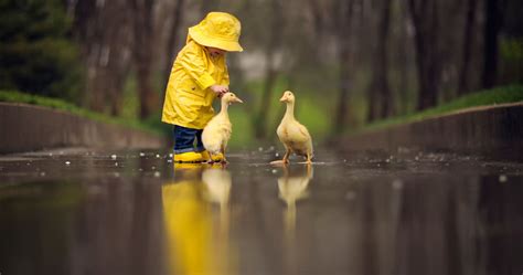 Little Boy Child Playing With Ducks Hd Cute 4k Wallpapers Images