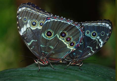 Nice Pictures Of Beautiful Butterflies Of Different Colors