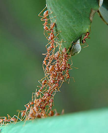 Ant Swarm Versifier