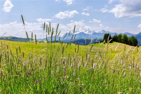 Beautiful Alpine Meadow With Herbs And Italian Dolomites In The