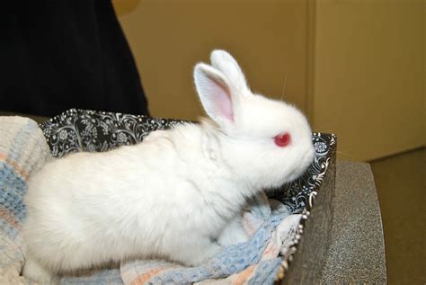 Expert Rabbit Vet Clinic In Perth And Melbourne