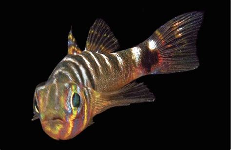 Stunning New Species Of Trimma Dwarf Gobies Described From Papua New