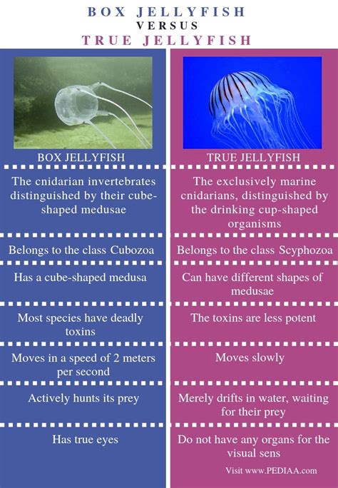 Box Jellyfish Facts For Kids