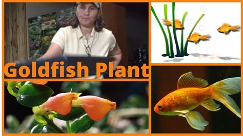 It does not require any special gardening skills. Planting- How to Propagate Goldfish Plant Cuttings Indoors ...