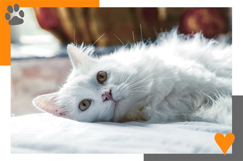 These days, a growing number of services are available to euthanize your pet in your home. Pet Euthanasia and End-of-Life Services | Windermere ...