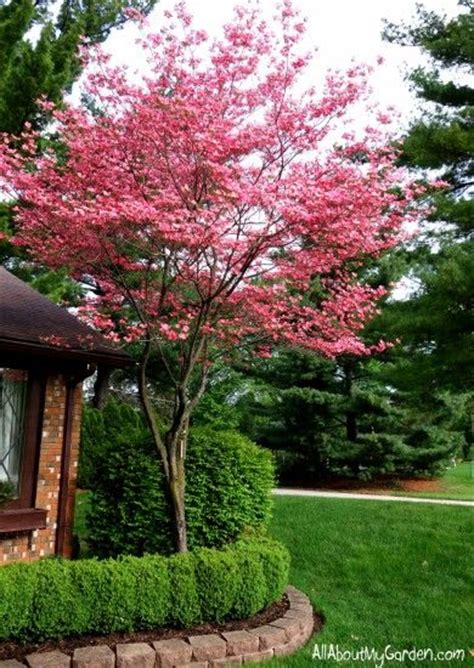 Most dogwood flowers are pure white with rusty red spots around the pink and dark red dogwood varieties are also available that carry more love and passion dogwood trees were once used as a tobacco additive by some native americans, as well as a water. Pink flowering dogwood | Gardens | Pinterest | Flowering ...