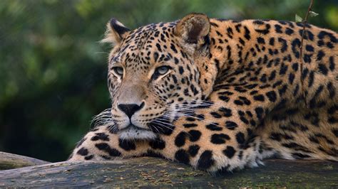 Leopard Ultra Hd 4k Hd Animals 4k Wallpapers Images