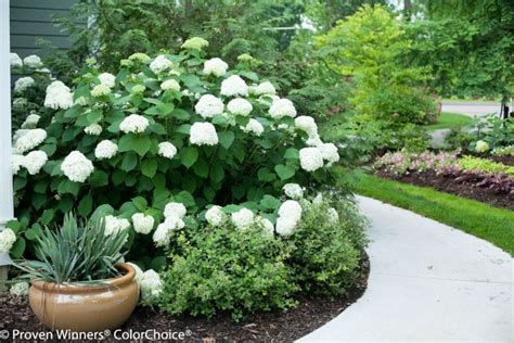 Bloom Time For Incrediball Hydrangea - Incrediball Hydrangea Care