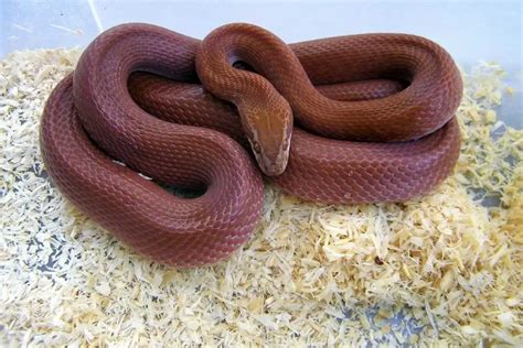 African House Snake Care Sheet Complete Guide