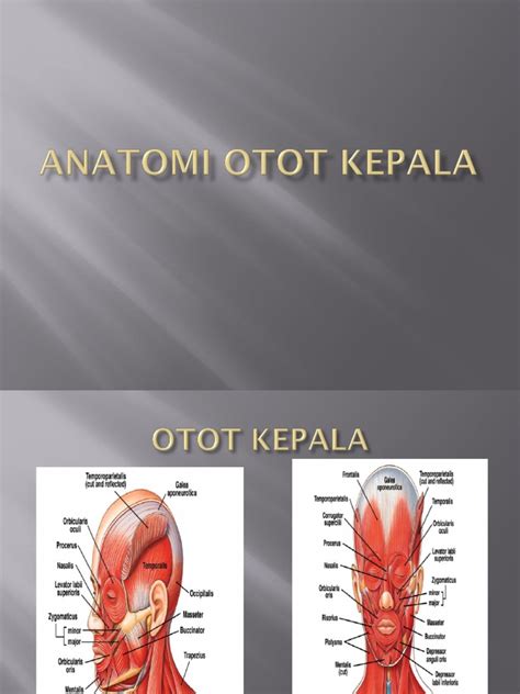 Anatomi Otot Kepala Pdf