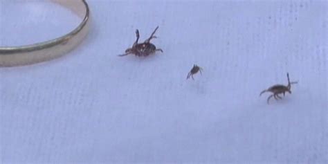 State Officials Issue Health Alert About Typhus