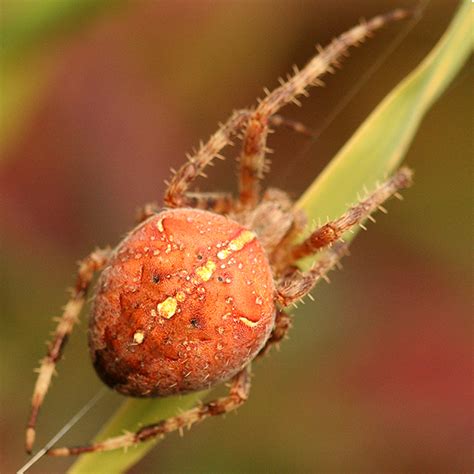 Orange Spider Araneus Diadematus Bugguidenet