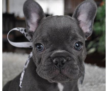 The french bulldogis a popular and adorable pet in the united states, having a cute appearance. frenchton dogs | Frenchton dog, Bulldog puppies, Dogs
