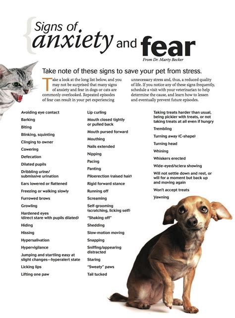Recognizing Signs Of Anxiety In Dogs