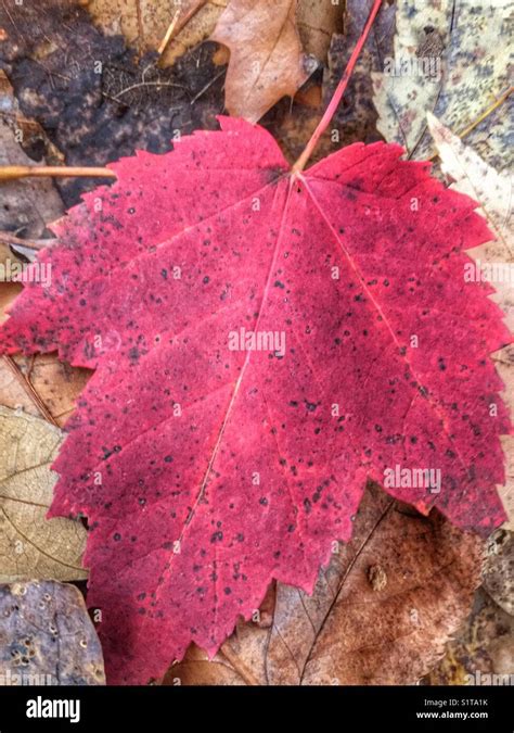 Red Maple Leaf In Fall Stock Photo Alamy