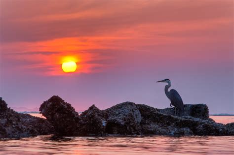 Blue Heron Wallpapers Backgrounds