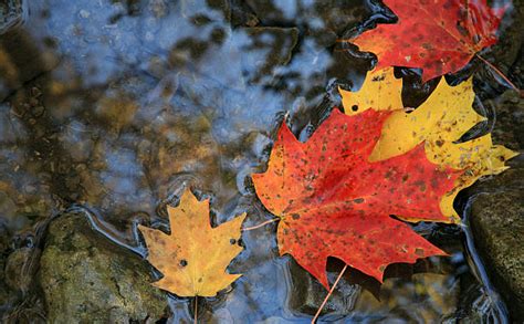 Best Leaf Floating On Water Stock Photos Pictures And Royalty Free