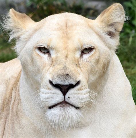 Albino Lion Stock Photos Pictures And Royalty Free Images Istock