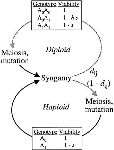 The Evolution Of Haploid Diploid And Polymorphic Haploid Diploid Life