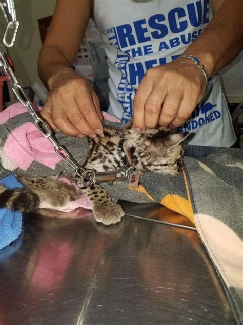Wild Animals Should Not Be Pets Captive Margay Rescued And Turned In