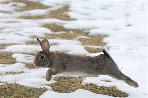 Top 60 Rabbit Running Stock Photos Pictures And Images Istock