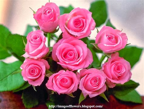 Flower Images Free Download Roses Pink Rose Pictures Download Free