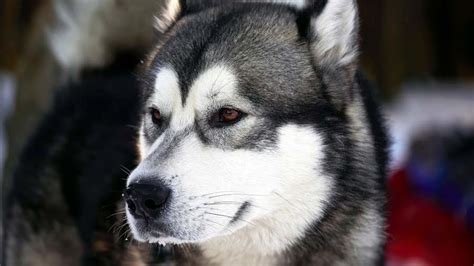 Alaskan Husky Price Temperament Life Span