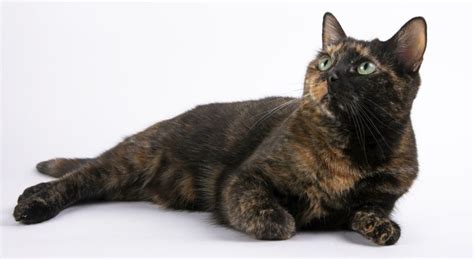 Tortoiseshell Cats And Kittens Your Guide To