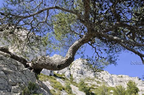 Image Aleppo Pine Pinus Halepensis Calanques National Park France