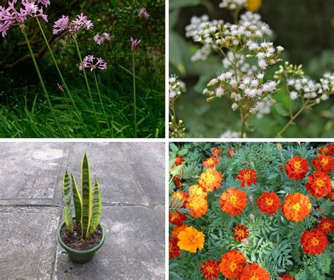 Use natural materials, such as pine cones, sharp rocks, eggshells, or holly leaves, and lay out a surface that no snake would choose to slither across. Top 7 Plants That Repel Snakes | Plants, Garden edging ...