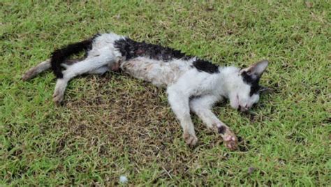 Signs If Your Cat is Dying of Thyroid Disease - A2Z Pets Info