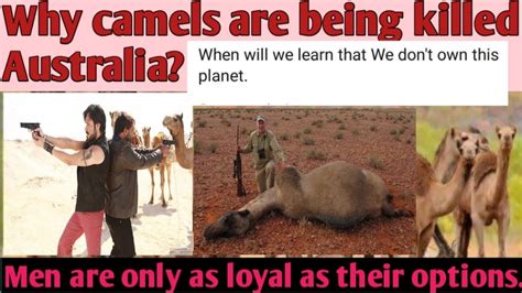 why camels are being killed in australia youtube