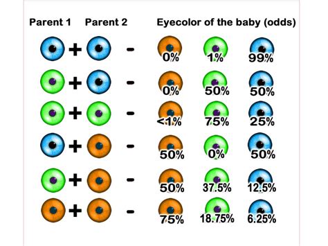 Eye Color Rarity Chart Rarest Colors Contacts Near Me Aquasea Info Of