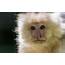 George The Monkeys Cutest Moments As TikToks Famous Capuchin Dies At Vet